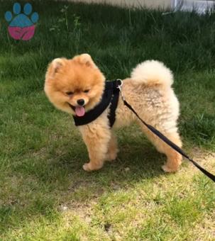 Şecereli Pomeranian Boo Safkan Oğlumuza Eş Aranıyor