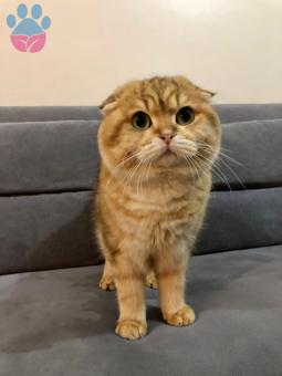 Scottish Fold 11 Aylık Oğluma Eş Arıyorum