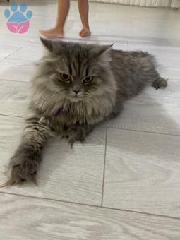 British Longhair Cinsi Kızıma Eş Arıyorum