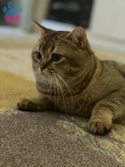 British Shorthair 1 Yaşında Şecereli Oğlumuza Eş Arıyoruz