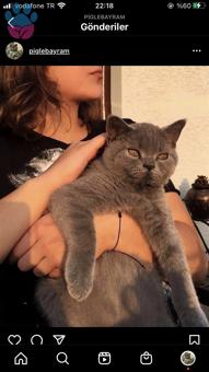 7 Aylık British Shorthair Gir Kedi Eş Arıyoruz