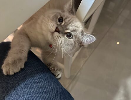 British Shorthair Oğluma Acil Eş Arıyorum