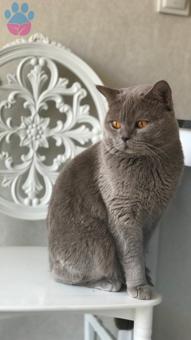 2 Yaşında British Shorthair Oğlumuza Eş Arıyoruz