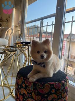 Pomeranian Boo 3 Yaşındaki Oğluma Eş Arıyorum