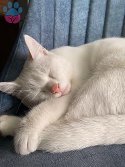 Beyaz Ankara Kedisi Oğluma Eş Arıyorum