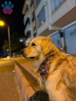 Golden Retriever 3 Yaşında Oğluma Eş Arıyorum