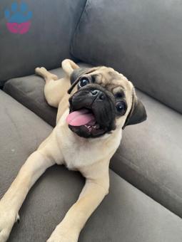 Pug 4 Aylık Oğluma Arkadaş Arıyorum