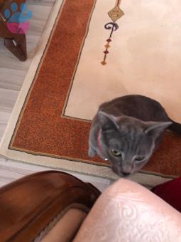 Russian Blue Fıstığımız İçin Eş Arıyoruz