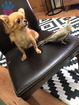 Chihuahua Cinsi Max 6 Yaşında Eş Arıyor