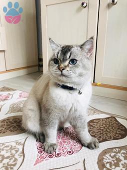 British Shorthair Oğlumuza Eş Arıyoruz