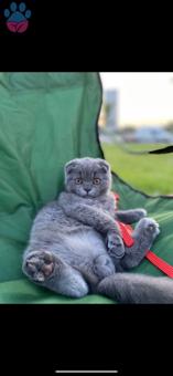 Scottish Fold Aslan Yeleli Prensimize Prenses Arıyoruz