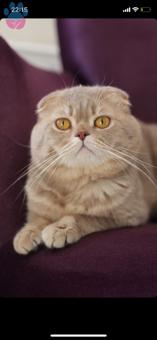 Scottish Fold 2 Yaşındaki Oğluma Eş Arıyorum