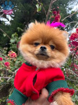 Pomeranian Boo 1 Yaşında Köpeğime Eş Arıyorum