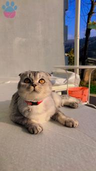 Scottish Fold Kızıma Eş Arıyorum