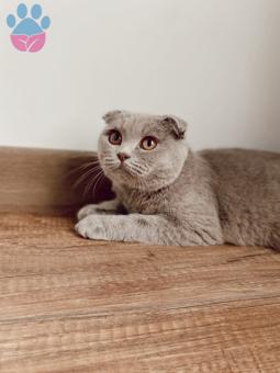 Scottish Fold 11 Aylık Kızımıza Eş Arıyoruz