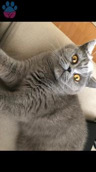 11 Aylık British Shorthair Kızıma Eş Arıyorum