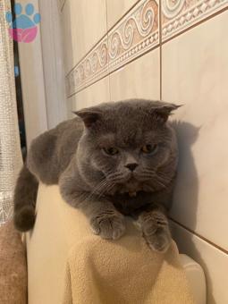 Scottish Fold 10 Aylık Kızgınlıkta Erkek