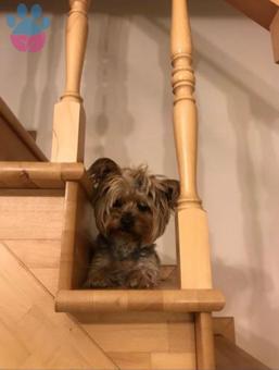 Yorkshire Terrier Cinsi Oğlumuza Eş Arıyoruz