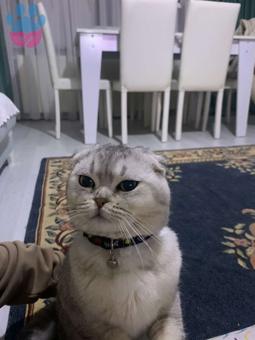 Scottish Fold Oğluma Eş Arıyorum