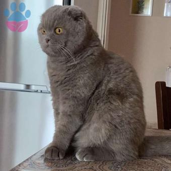 Scottish Fold Shorthair Erkeğimize Gelin Kızımızı Arıyoruz