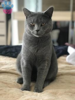 1 Yaşında British Shorthair Çita Eş Arıyor