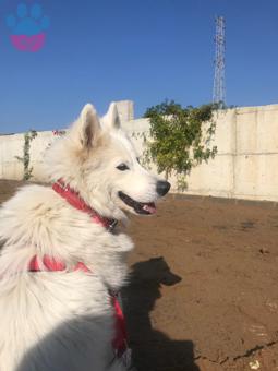 1 Yaşında Samoyed Cinsi Kızımıza Eş Arıyoruz