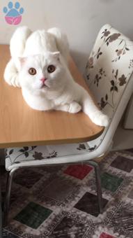 2 Yaşında Scottish Fold Cinsi Oğluma Eş Arıyorum