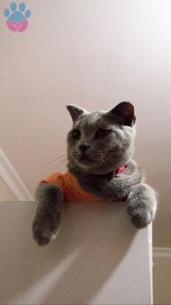 British Shorthair 1 Yaşında Eş Arıyor