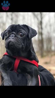 Pug 4 Yaşındaki Oğluma Eş Arıyorum Kızgınlıkta