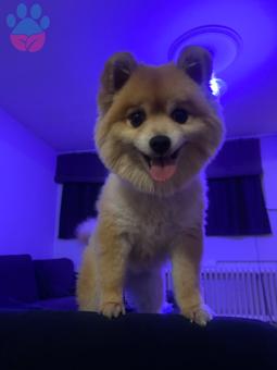 Pomeranian Boo Yakışıklı Oğlumuza Kedime Eş Aranıyor