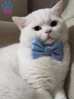 British Shorthair Oğlumuza Eş Arıyoruz