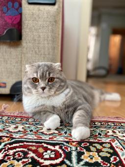 Scottish Fold Oğlumuz İçin Dişi Adayları Bekliyoruz