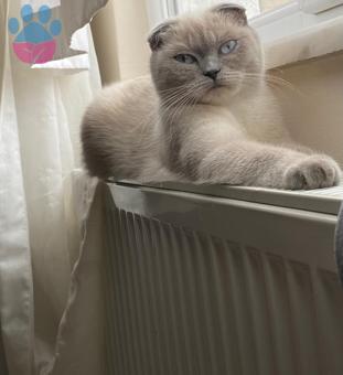 Scottish Fold 2 Yaşında Şekerim Kızgınlıkta Yeni Eş Arıyoruz