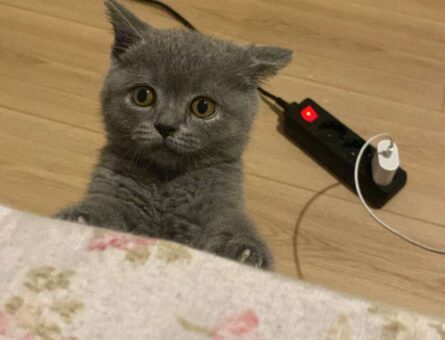 British Shorthair Leo Satoru Eş Arıyor