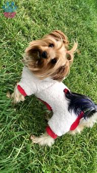 Yorkshire Terrier Oğluma Dişi Yorkie Arıyoruz