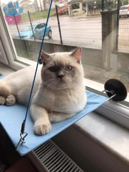 11 Aylık British Shorthair Paşam Eş Arıyor