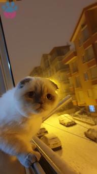 Scottish Fold 7 Aylık Kedime Eş Arıyorum