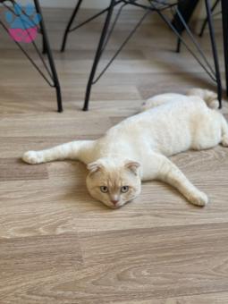 Scottish Fold Cinsi Oğlumuza Eş Arıyoruz