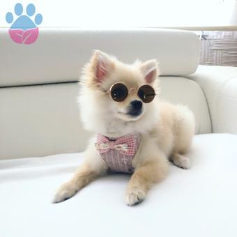 Pomeranian Boo Kızımıza Eş Arıyoruz