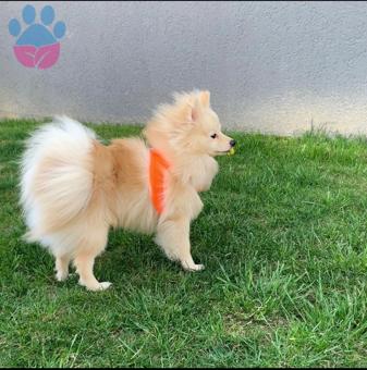 Pomeranian Boo Puffy Oğluma Eş Arıyorum