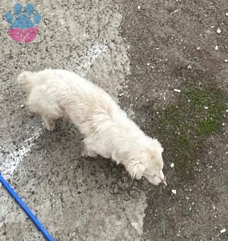 Maltese Terrier Kızıma Eş Arıyorum