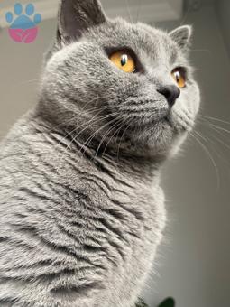 British Shorthair Rıfkı Bey 1.5 Yaşında Eş Arıyor