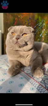 Scottish Fold Oğluma Dişi Arıyoruz