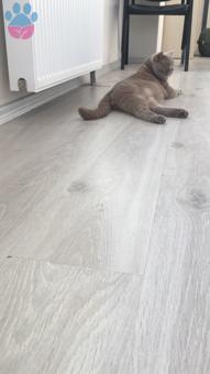 British Shorthair İstanbul Avrupa Yakası