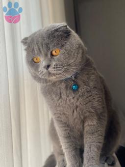 Scottish Fold 2 Yaşında Kızgınlıkta