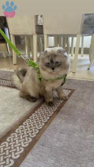 Scottish Fold Oğlumuza Eş Arıyoruz Acil