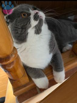 Scottish Fold Bicolor Dişi British Arıyoruz