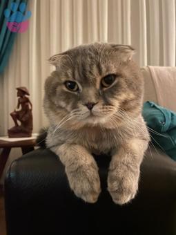 Scottish Fold  Duman’ımıza Eş Arıyoruz