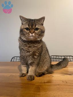 British Longhair Oğlumuza Eş Arıyoruz 1 Yaşında