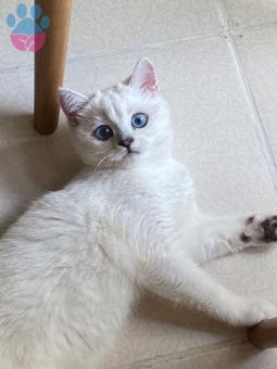 British Shorthair Oğlumuza Eş Arıyoruz